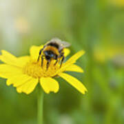 Close-up Image Of A Bee Collecting Pollen From A Yellow Corn Marigold Summer Wild Flower Art Print