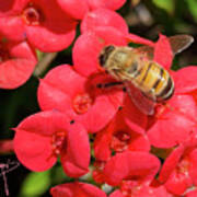 Close Up Of Bee On Red Flower Art Print
