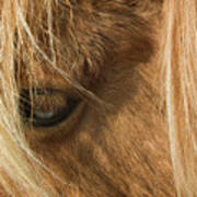 Close Up Of Dartmoor Pony's Eye Art Print