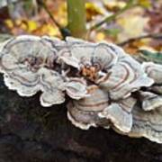Close-up Of Fungi Growing On Tree Trunk Art Print
