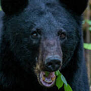 Close Up Of Large Black Bear Eating Leaves Art Print