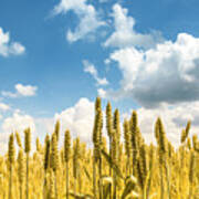 Closeup Of Golden Wheat Ears In Field In Summer Season Art Print