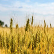 Closeup Of Golden Wheat Ears In Field. Art Print