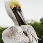 Cloudy Day Pelican Two Art Print