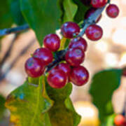 Coffea Arabica Berries On The Bush Art Print