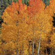 Colorado Fall Colors Art Print