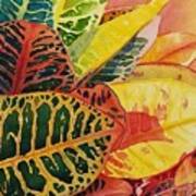 Colorful  Crotons Art Print
