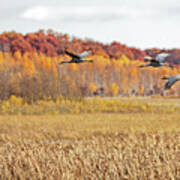 Colorful Fall Migration In Crex Meadows Art Print