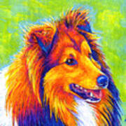 Colorful Shetland Sheepdog Art Print
