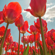 Colorful Tulips Against The Sky Art Print