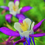 Columbine At Mill Mountain Art Print