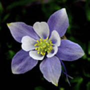 Columbine Art Print