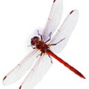 Common Darter Dragonfly Art Print