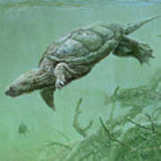 Common Snapping Turtle Art Print