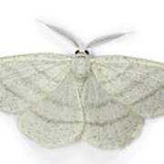 Common White Wave Moth Art Print