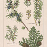 Coniferes, Chromolithograph, Published In 1895 Art Print