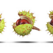 Conker Cases Opening In Three Stages Isolated Art Print