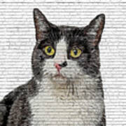 Cooool, Black And White Cat - Brick Block Background Art Print