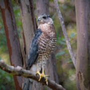 Cooper's Hawk Art Print