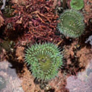Corallines And Anemones Art Print