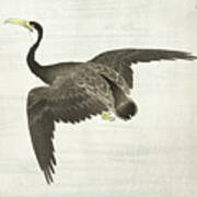 Cormorant In Flight Art Print