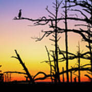 Cormorant Sunset Art Print