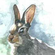Cottontail Rabbit Art Print
