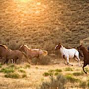 Cowboy Herding Wild Horses Art Print