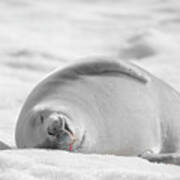 Crabeater Seal Frozen Drool Pile Bw-sc Art Print
