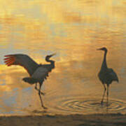 Crane Mating Dance #3 Art Print