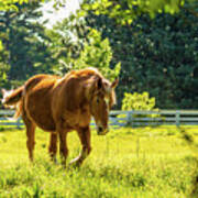 Cream Draft Horse In May Art Print