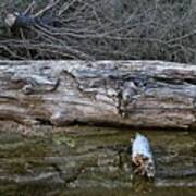 Creekside Log Art Print