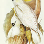 Crested Cockatoo, Cacatua Galerita Art Print