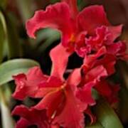 Crimson Cattleya Orchids Art Print