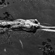 Croc In Black And White Art Print