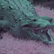 Crocodile In Infrared Art Print