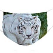 Crouching White Tiger - Face Mask Art Print