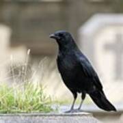 Crow - Black Bird - In A Cemetery (père-lachaise, Paris) Art Print
