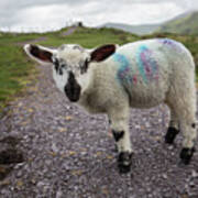 Curious Irish Lamb Art Print