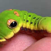 Cutest Caterpillar Ever Art Print