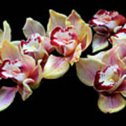 Cymbidium Delight Art Print