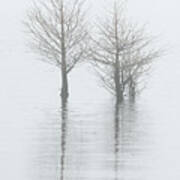 Cypress In Fog 0241 Art Print