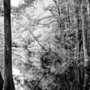 Cypress Marsh Reflections Highlands Hammock Black And White Art Print