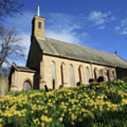 Daffodils Church Art Print