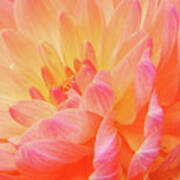 Dahlia - Floral Close Up Art Print