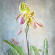 Dainty Ladyslipper Art Print