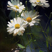 Daisies Ii Art Print