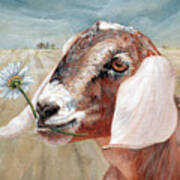 Daisy - Nubian Goat Art Print