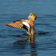 Dancing Wigeon Art Print