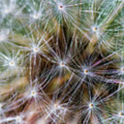 Dandelion Fluff 2 Art Print